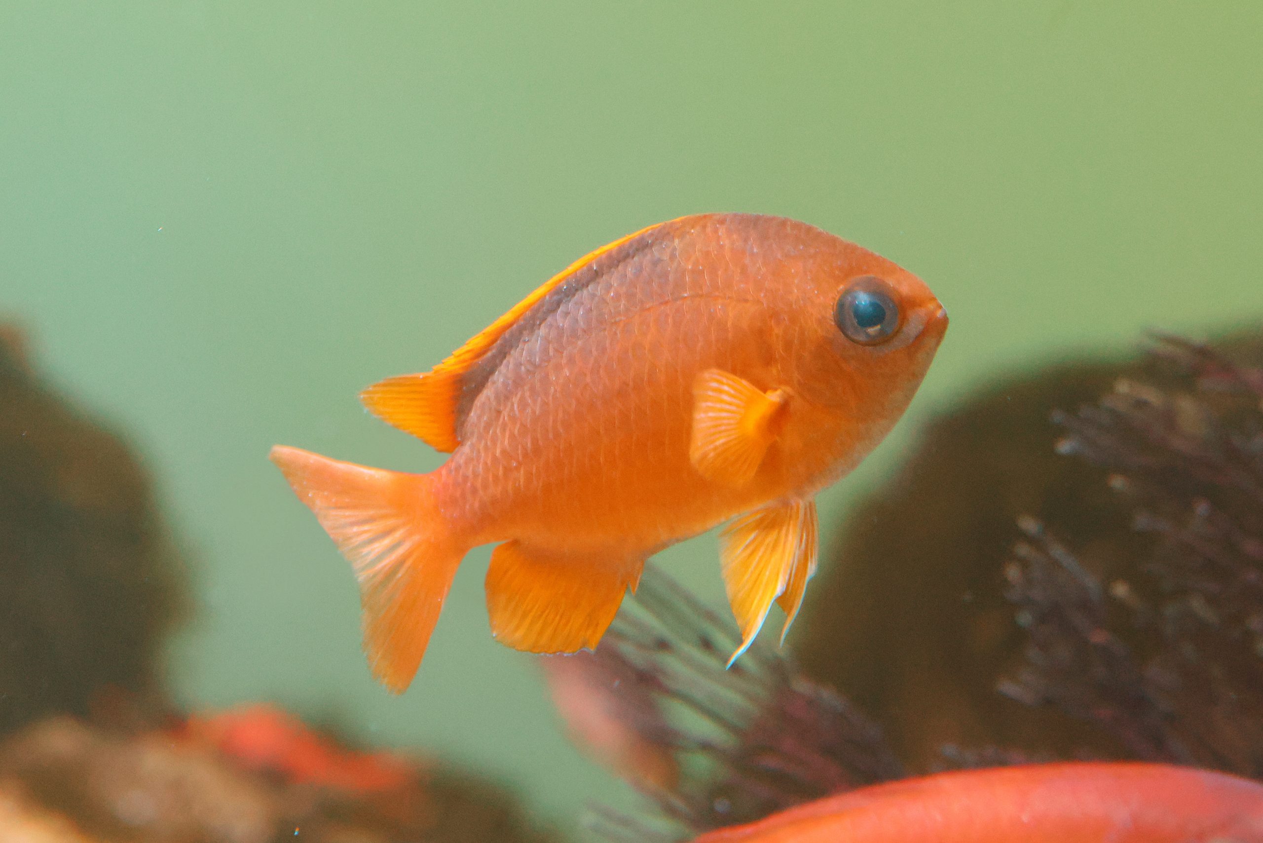 コガネスズメダイ - 生きもの図鑑 鳥羽水族館